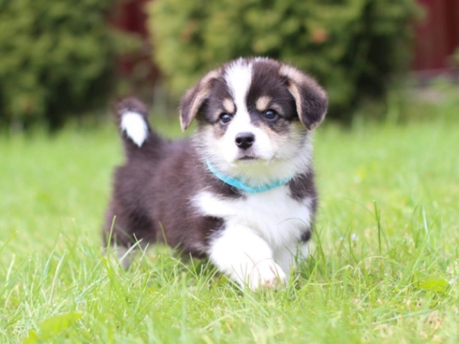 Welsh Corgi puppy for sale