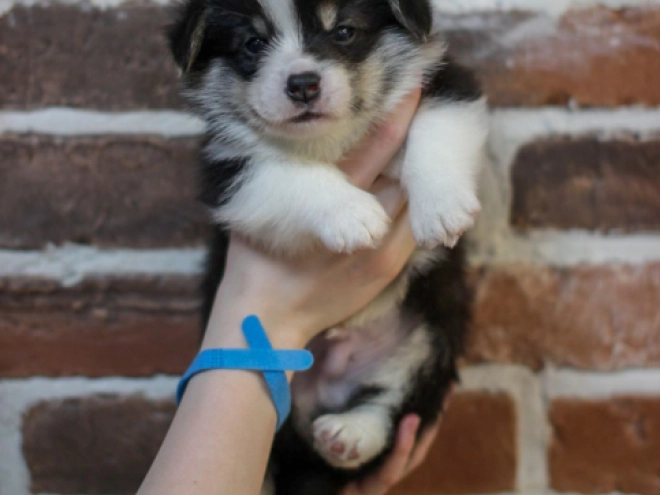 Welsh Corgi puppy for sale