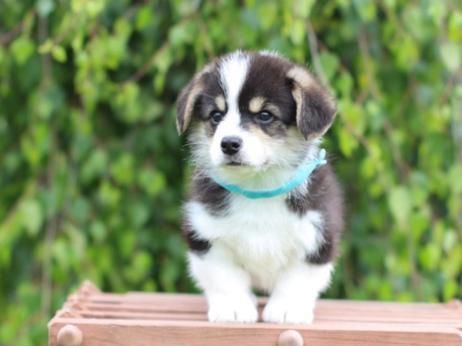 Welsh Corgi puppy for sale