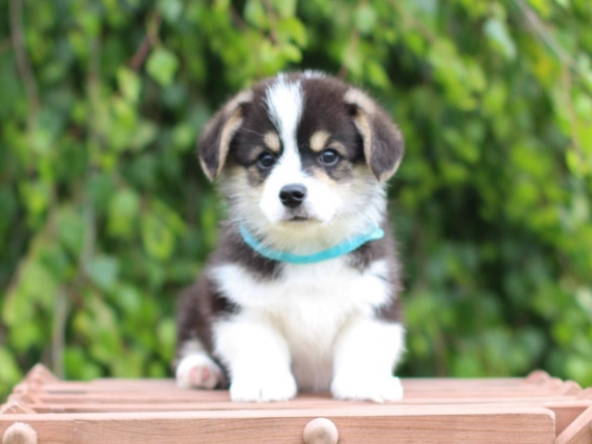 Welsh Corgi puppy for sale