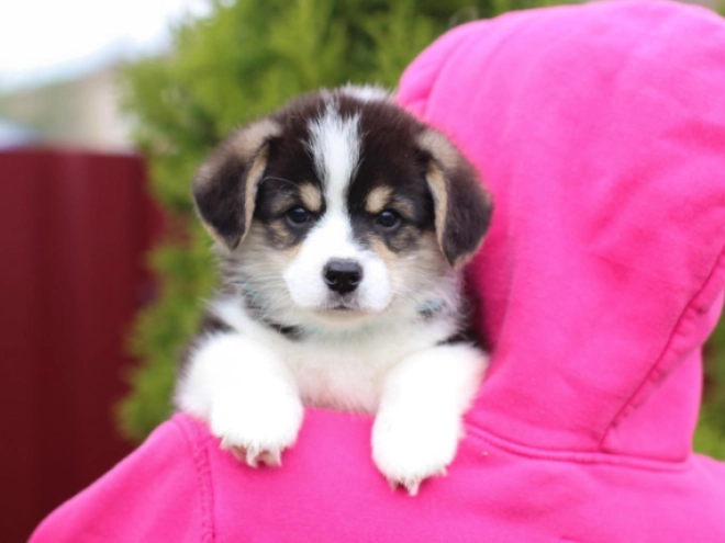 Welsh Corgi puppy for sale