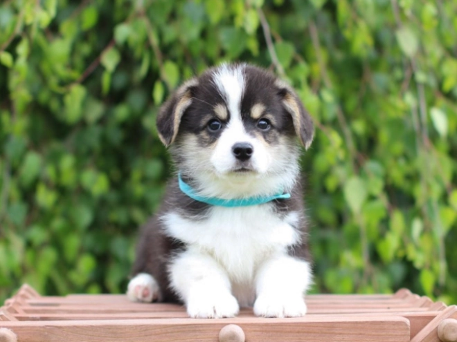 Welsh Corgi puppy for sale