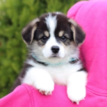Hillbery – Pembroke, tricolor Welsh Corgi for sale