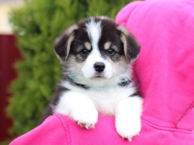 Welsh Corgi puppy for sale