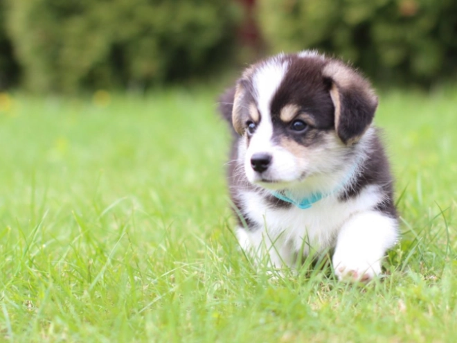 Welsh Corgi puppy for sale