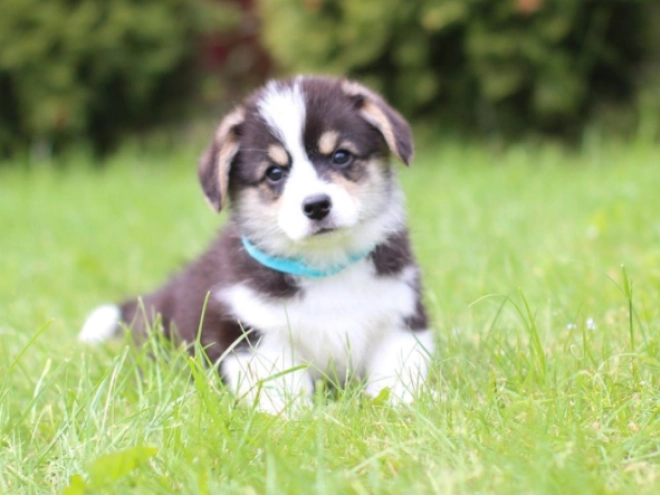 Welsh Corgi puppy for sale
