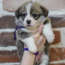 Ambassador – Pembroke, red Welsh Corgi for sale