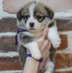Welsh Corgi puppy for sale