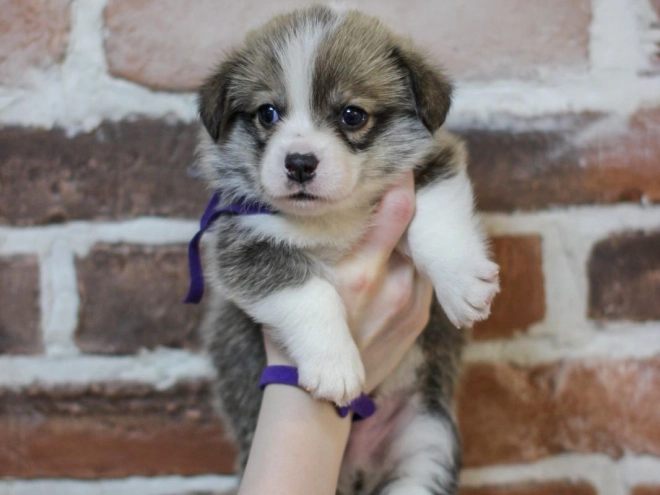 Welsh Corgi Welpe kaufen
