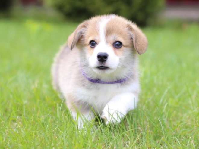 Welsh Corgi Welpe kaufen