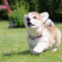 Ambassador – Pembroke, red Welsh Corgi Welpen kaufen