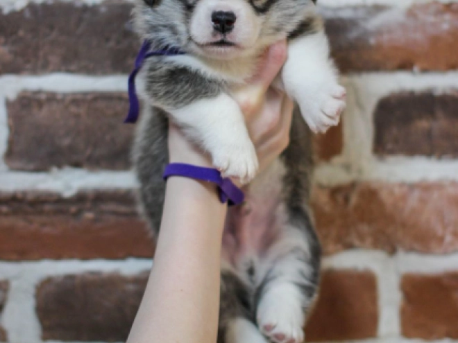 Welsh Corgi Welpe kaufen