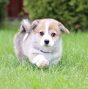Perros Welsh Corgi en venta