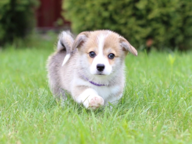 Welsh Corgi Welpe kaufen