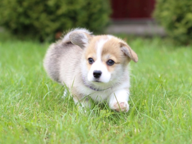 Welsh Corgi Welpe kaufen