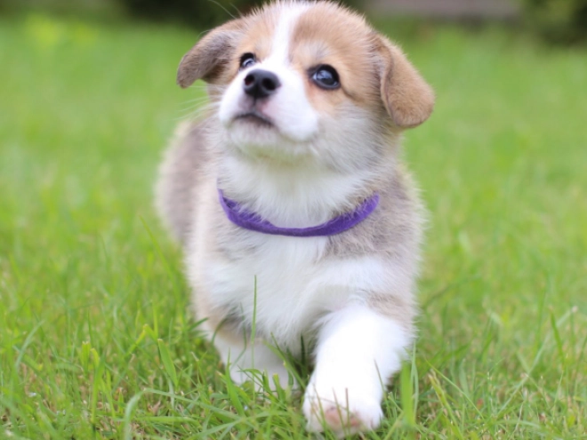 Welsh Corgi Welpe kaufen