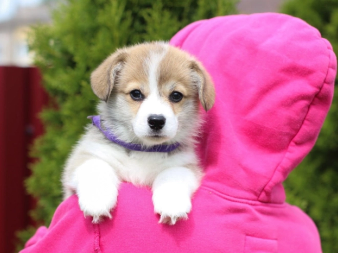 Welsh Corgi Welpe kaufen