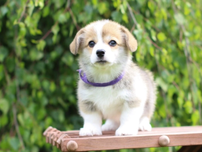 Welsh Corgi Welpe kaufen