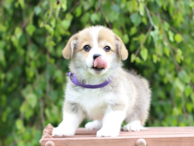 Welsh Corgi Welpe kaufen