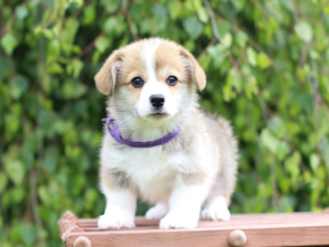 Welsh Corgi Welpe kaufen