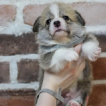 Nardan – Pembroke, red Welsh Corgi for sale