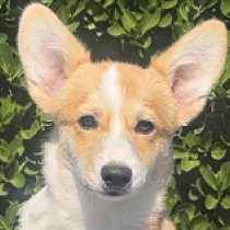 Judy, red Welsh Corgi en venta
