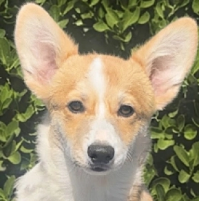 Perros Welsh Corgi en venta