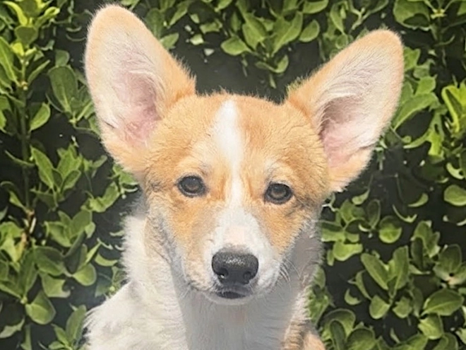 Welsh Corgi puppy for sale