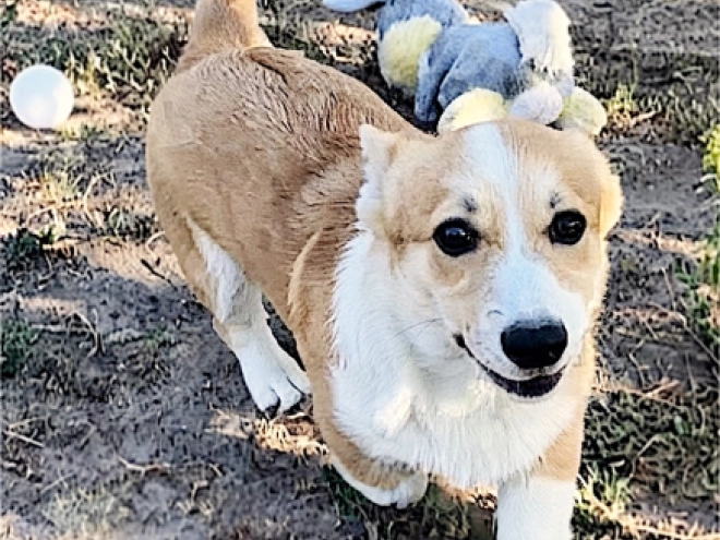 Welsh Corgi puppy for sale