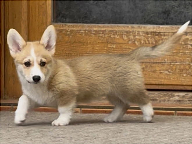 Welsh Corgi Welpe kaufen