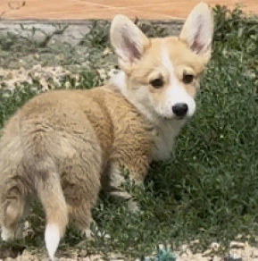 Welsh Corgi Welpe kaufen