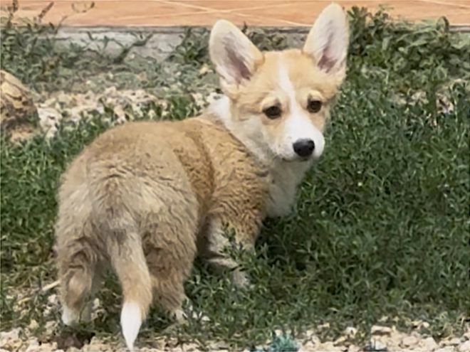 Welsh Corgi Welpe kaufen