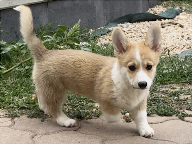 Welsh Corgi Welpe kaufen