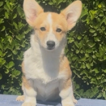 Judy, red Welsh Corgi for sale