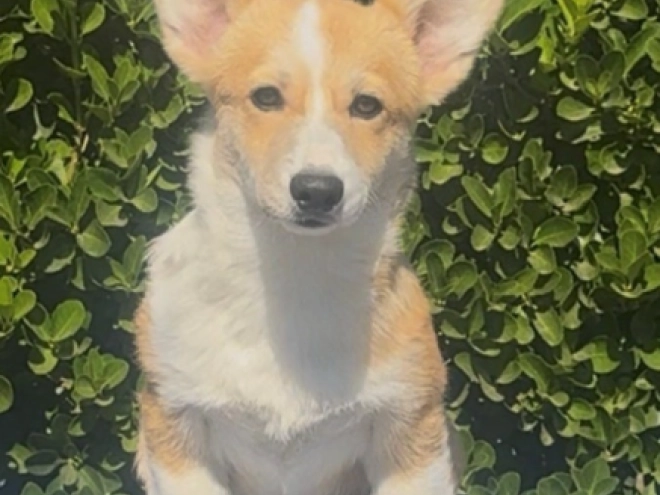 Welsh Corgi puppy for sale