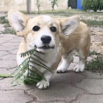Jupiter, red Welsh Corgi en venta