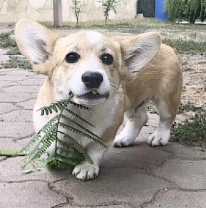 Perros Welsh Corgi en venta