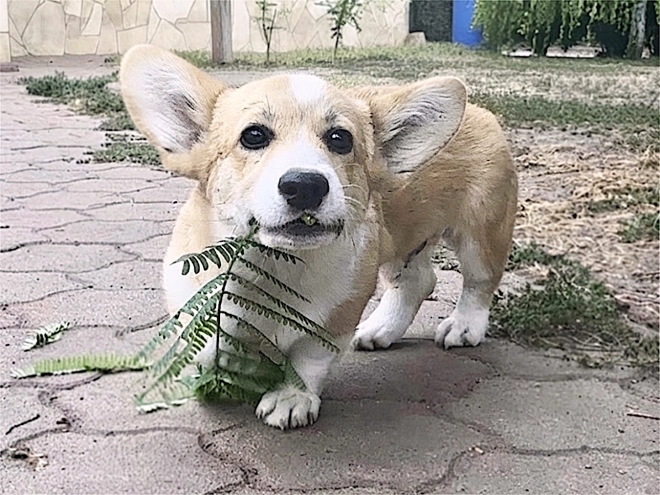 Welsh Corgi puppy for sale
