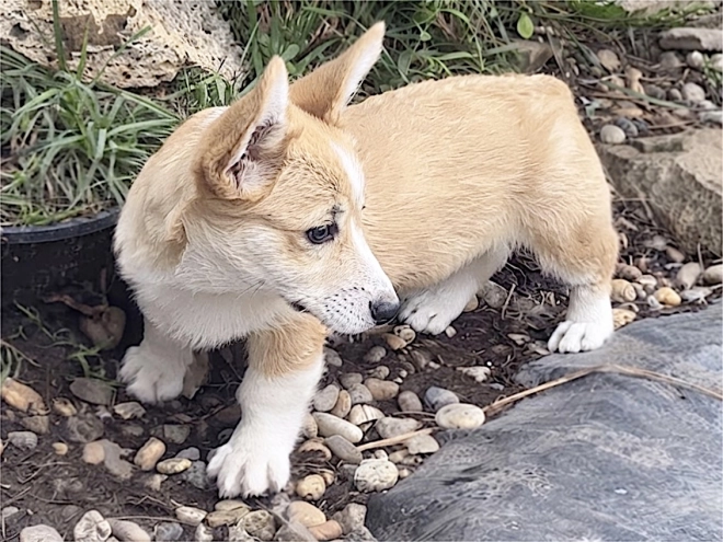 Welsh Corgi puppy for sale