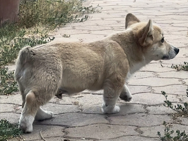 Welsh Corgi Welpe kaufen