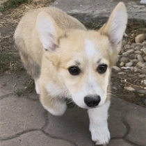 Jupiter, red Welsh Corgi for sale