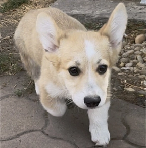 Welsh Corgi Welpe kaufen