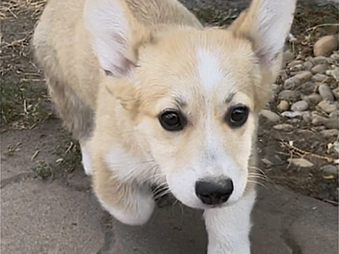 Welsh Corgi Welpe kaufen