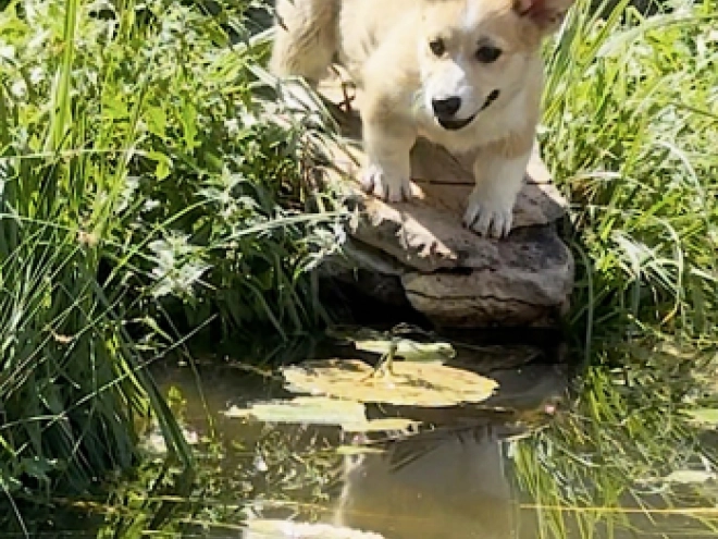 Welsh Corgi Welpe kaufen