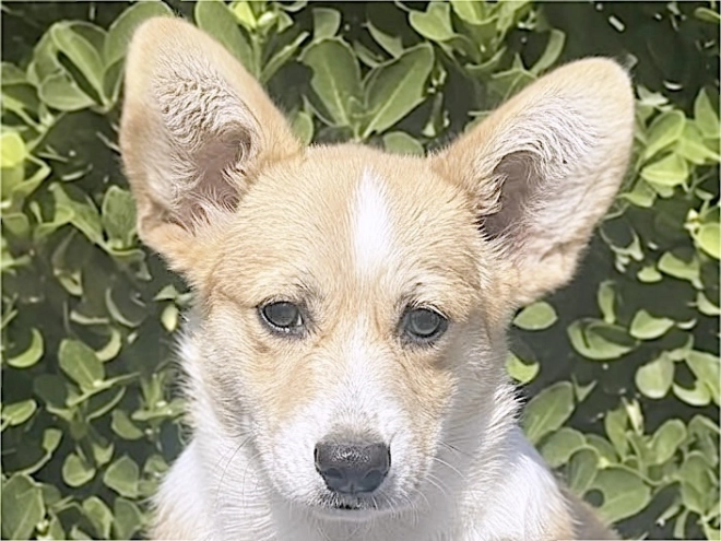 Welsh Corgi puppy for sale