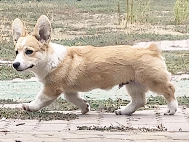 Welsh Corgi puppy for sale