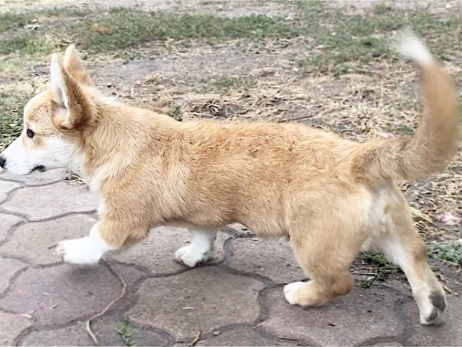 Welsh Corgi puppy for sale