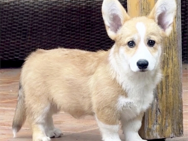 Welsh Corgi puppy for sale
