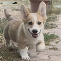 Jules, red Welsh Corgi for sale
