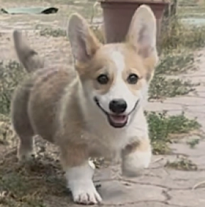 Welsh Corgi Welpe kaufen